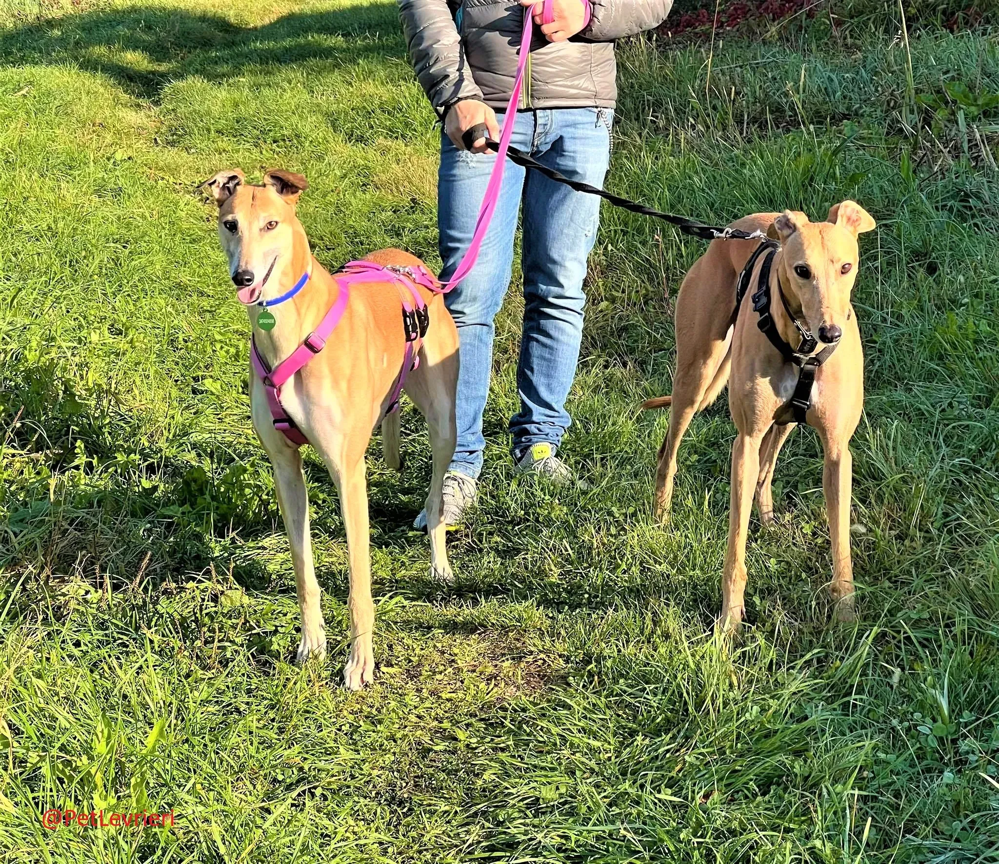 Adda adozione levrieri greyhound 16 2