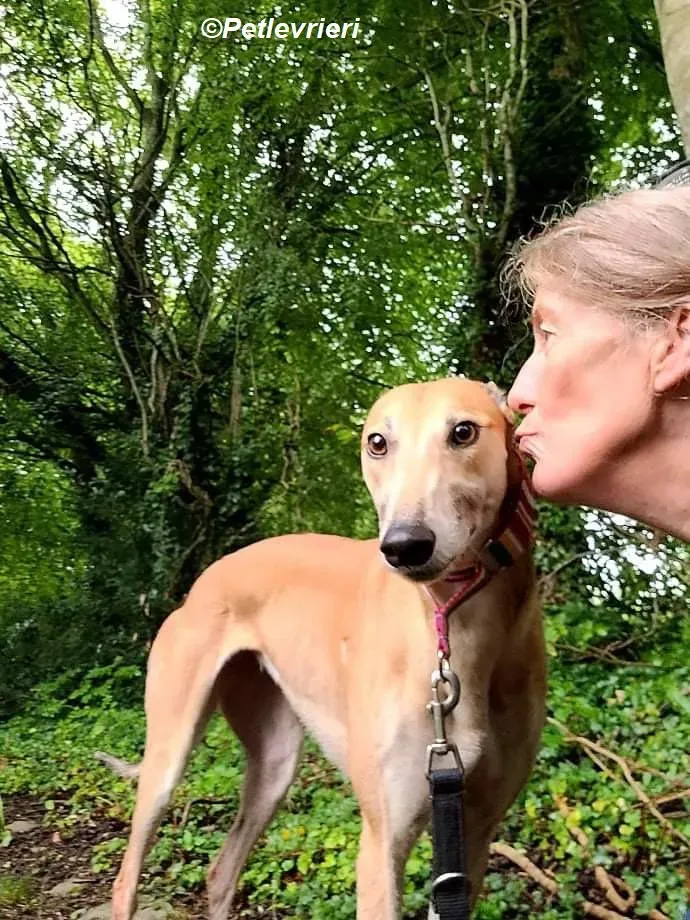 Adda adozione levrieri greyhound 16