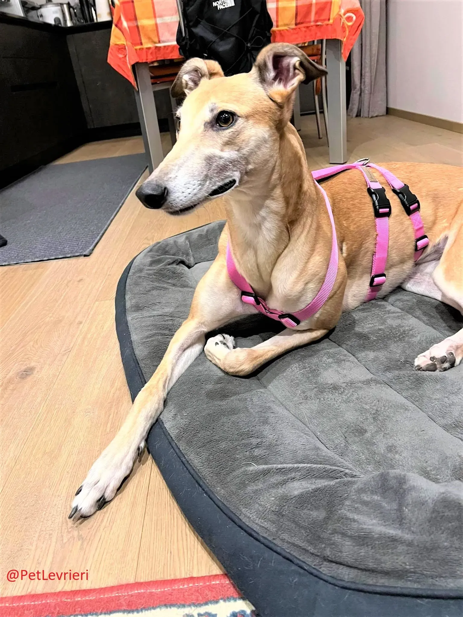 Adda adozione levrieri greyhound 17 2