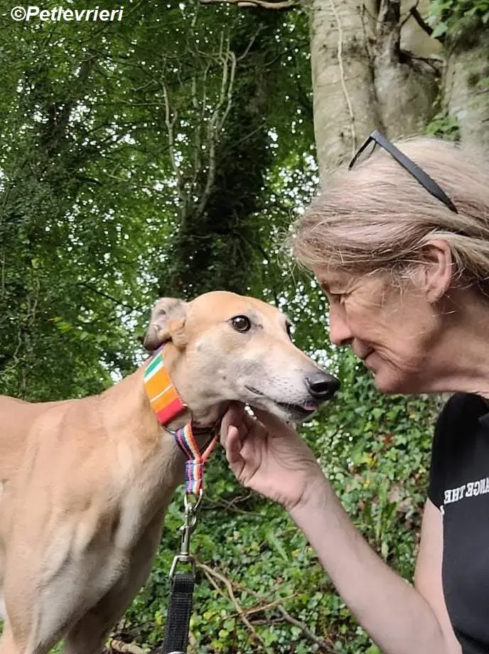 Adda adozione levrieri greyhound 17