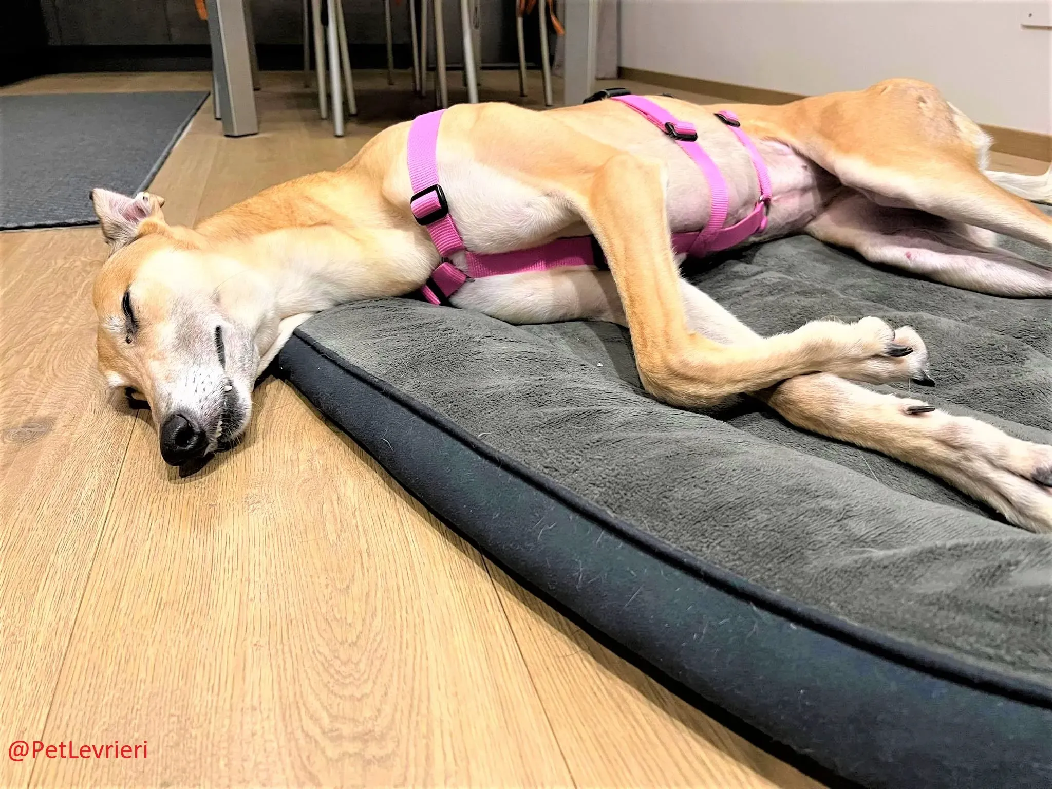 Adda adozione levrieri greyhound 18 2