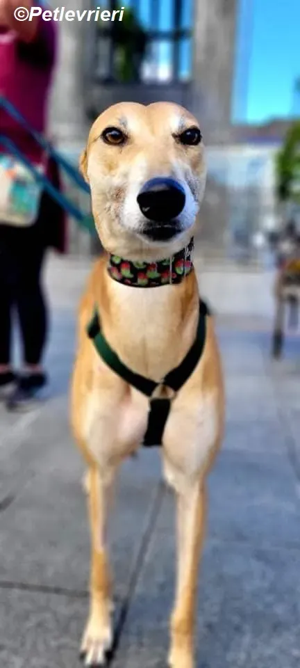 Adda adozione levrieri greyhound 18