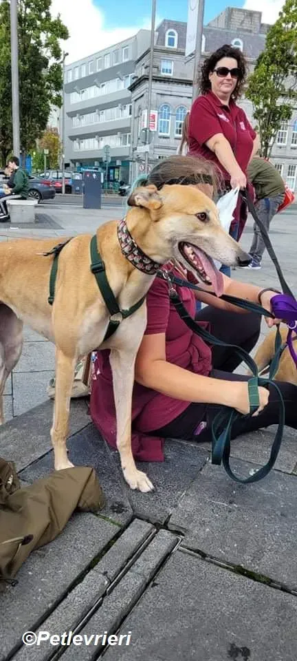 Adda adozione levrieri greyhound 19