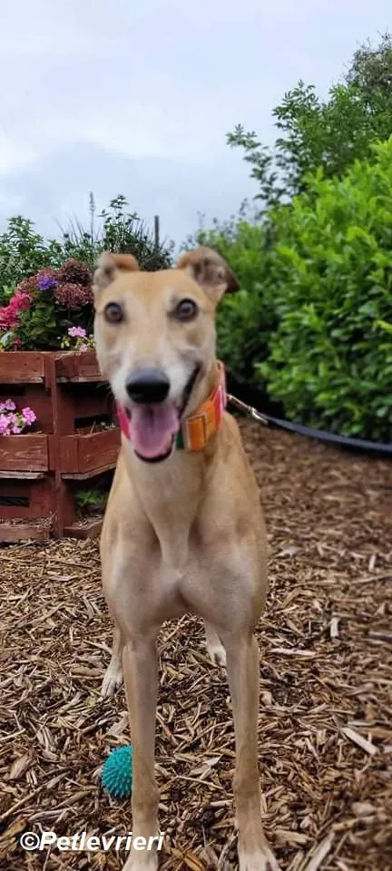 Adda adozione levrieri greyhound 2