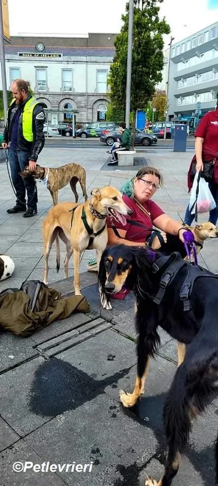 Adda adozione levrieri greyhound 20