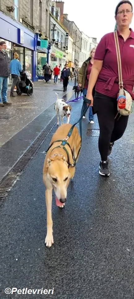 Adda adozione levrieri greyhound 21