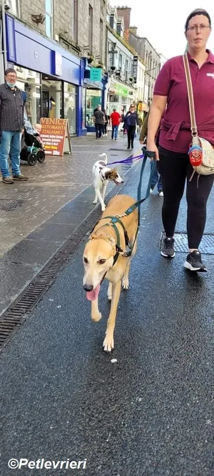 Adda adozione levrieri greyhound 22