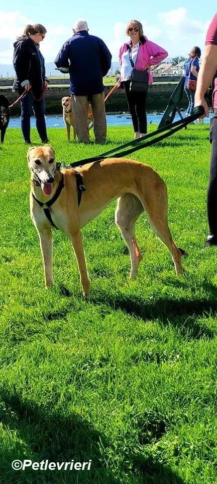 Adda adozione levrieri greyhound 23