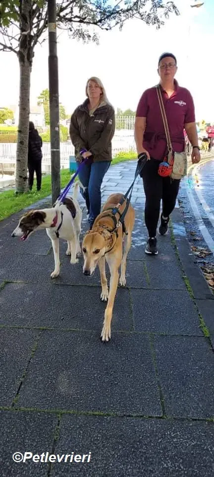 Adda adozione levrieri greyhound 24