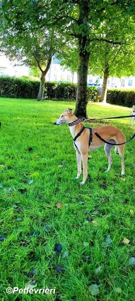 Adda adozione levrieri greyhound 25