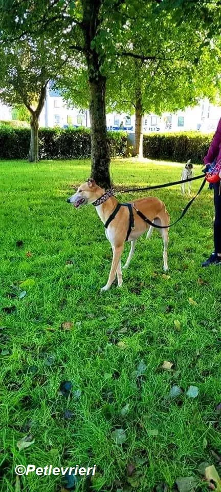 Adda adozione levrieri greyhound 26