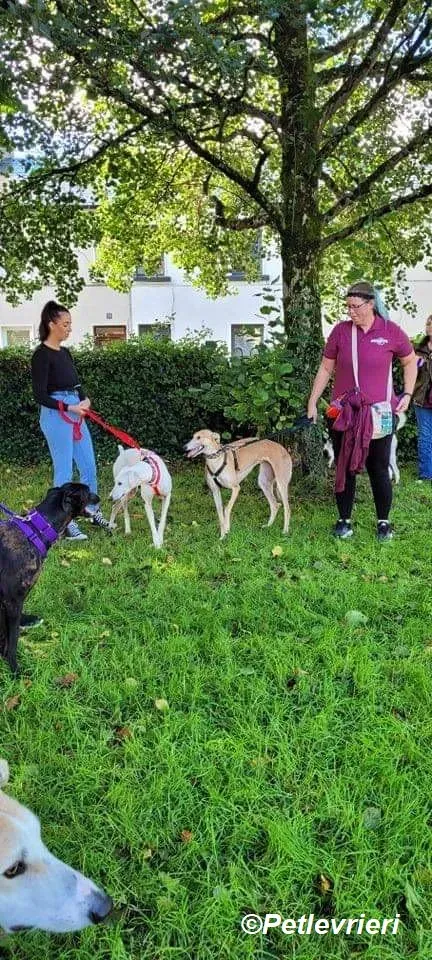 Adda adozione levrieri greyhound 27