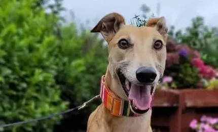 Adda adozione levrieri greyhound 3 e1631441022965