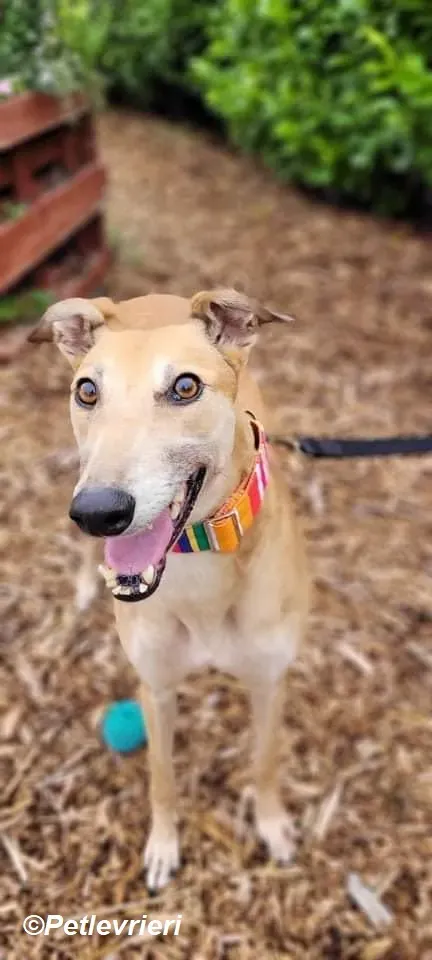 Adda adozione levrieri greyhound 5