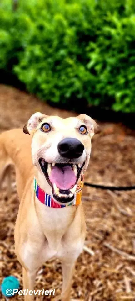 Adda adozione levrieri greyhound 6