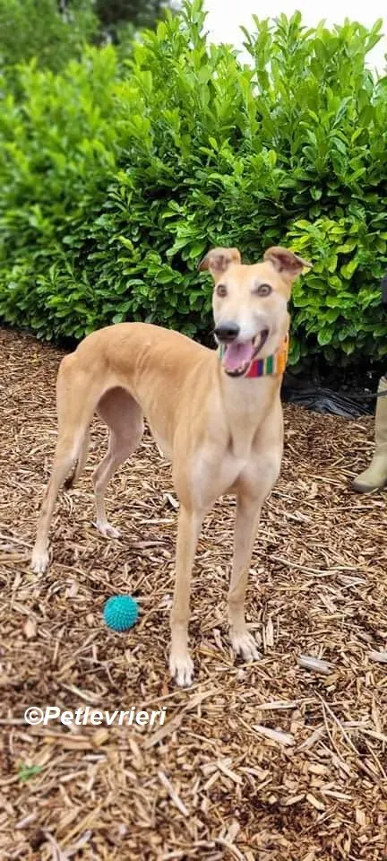 Adda adozione levrieri greyhound 8