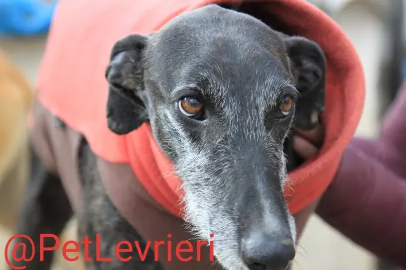 Adolfo adozione levrieri galgo 10