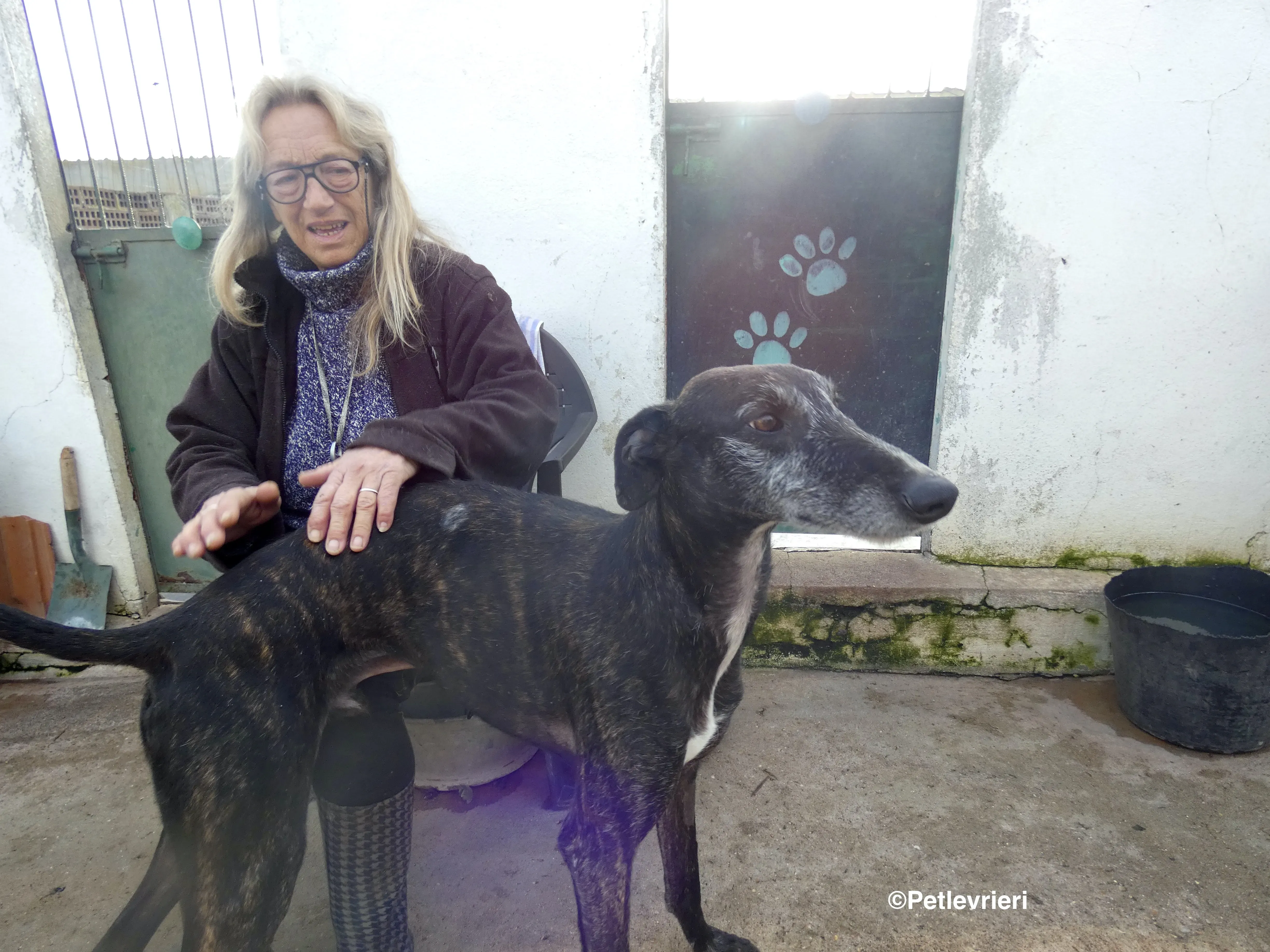 Adolfo adozione levrieri galgo 11