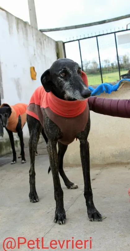 Adolfo adozione levrieri galgo 11