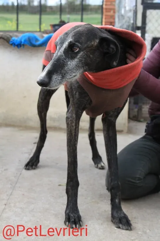 Adolfo adozione levrieri galgo 12