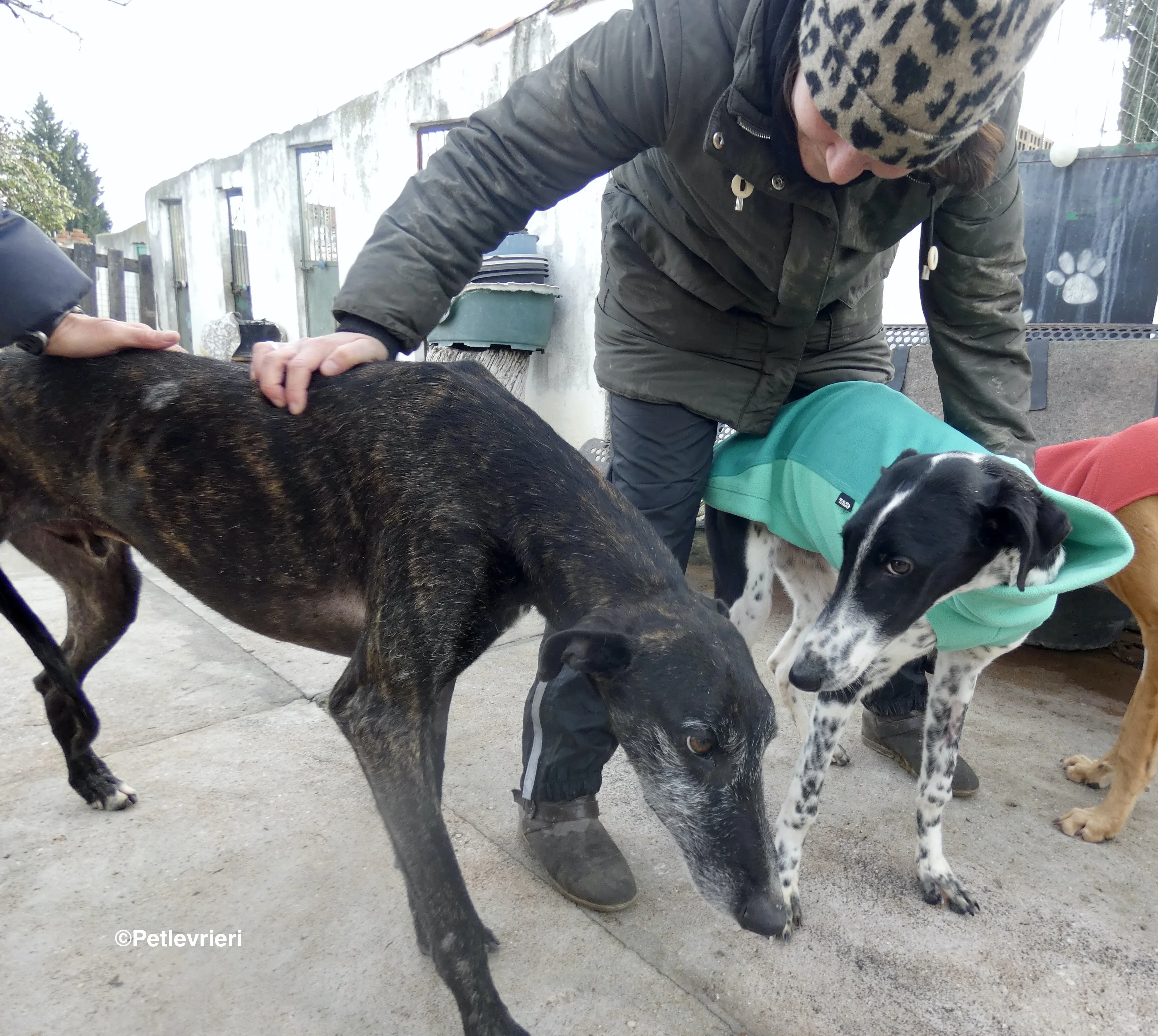 Adolfo adozione levrieri galgo 13