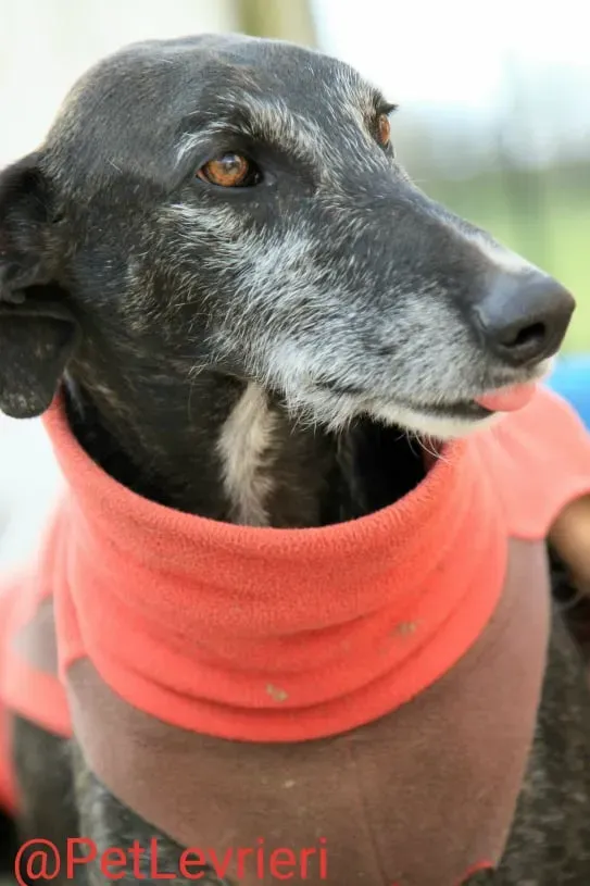 Adolfo adozione levrieri galgo 13