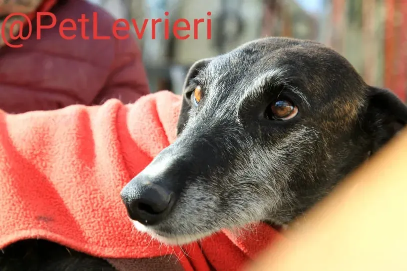 Adolfo adozione levrieri galgo 14