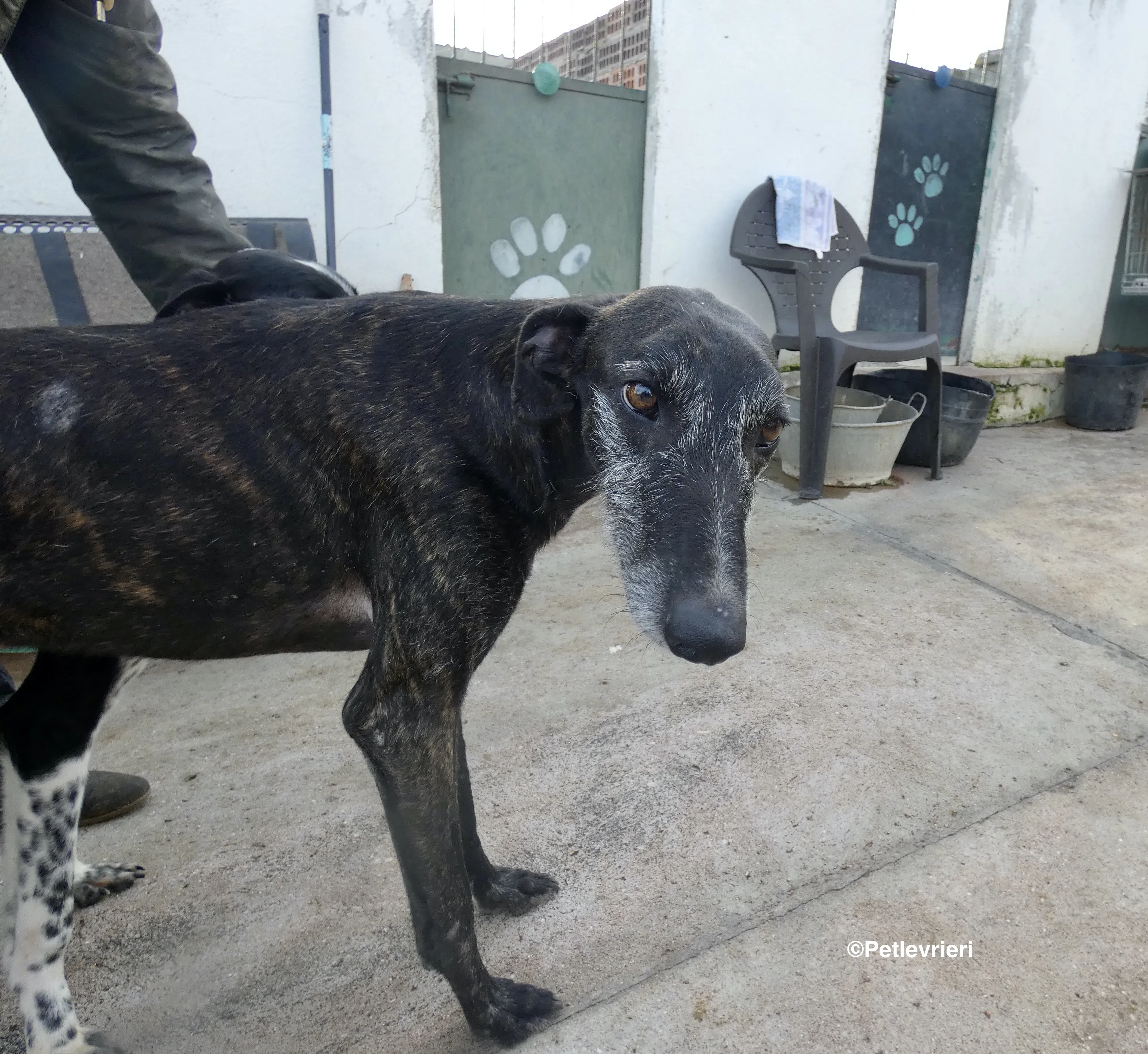 Adolfo adozione levrieri galgo 15