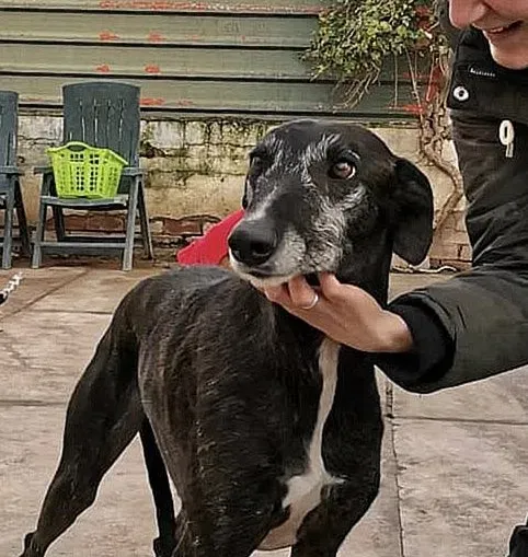 Adolfo adozione levrieri galgo 2 bis