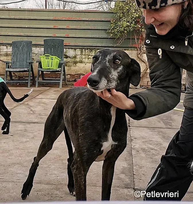 Adolfo adozione levrieri galgo 2