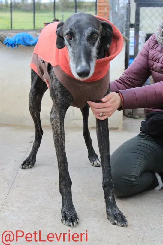 Adolfo adozione levrieri galgo 15