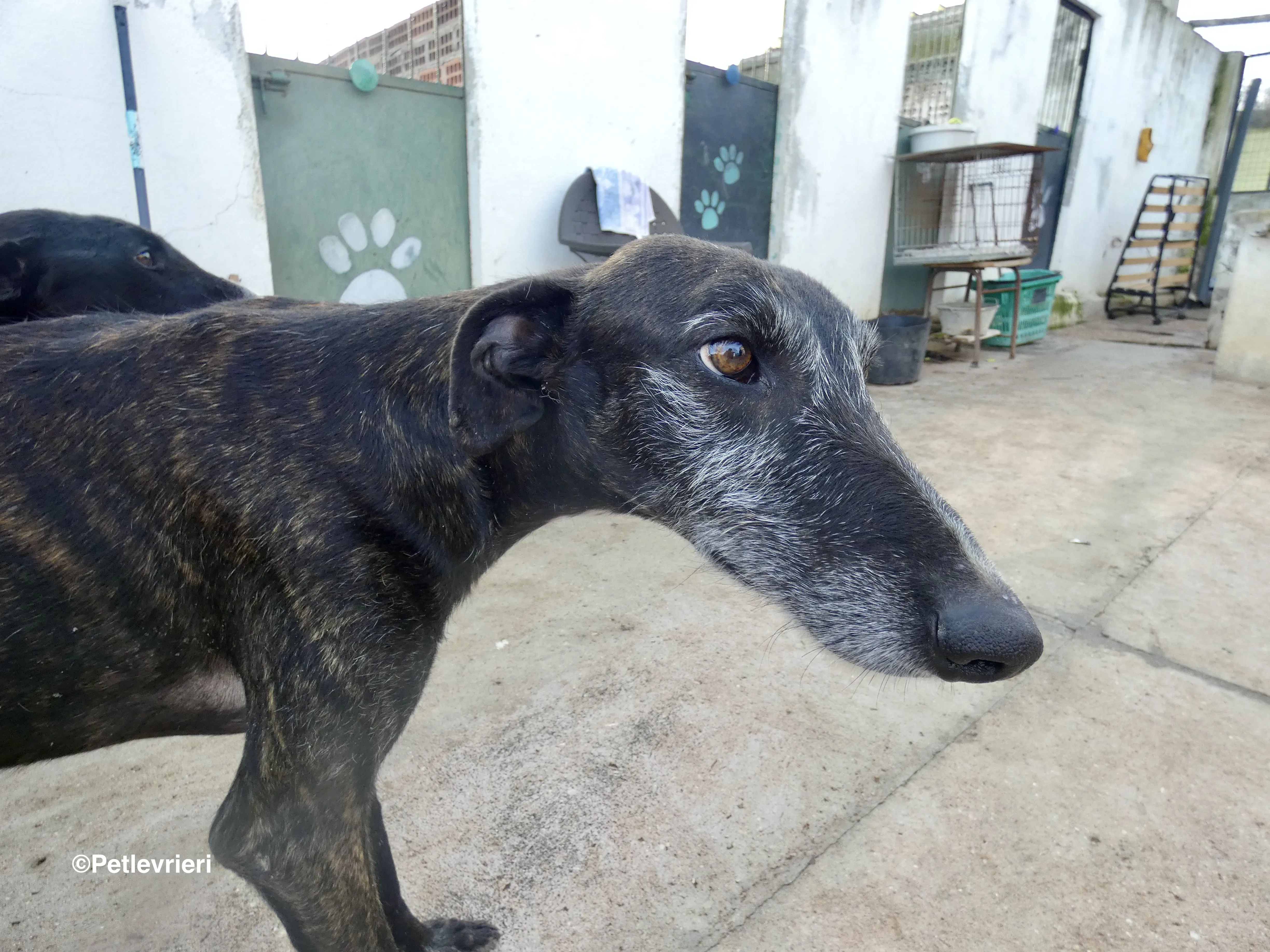 Adolfo adozione levrieri galgo 16