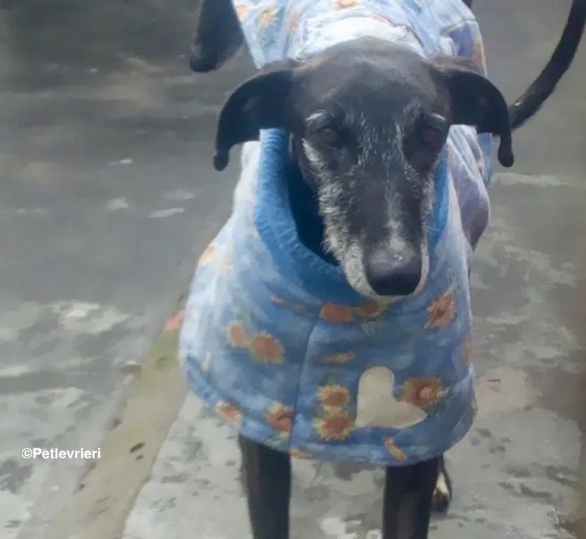 Adolfo adozione levrieri galgo 17