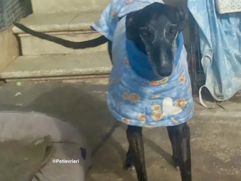 Adolfo adozione levrieri galgo 18