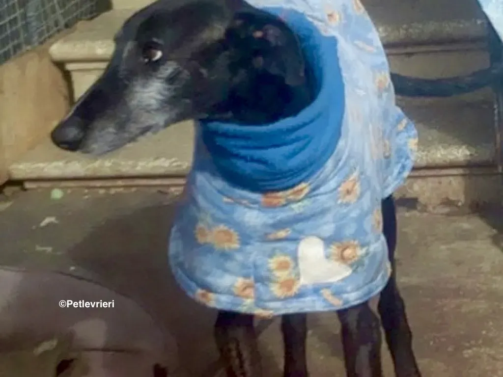 Adolfo adozione levrieri galgo 19