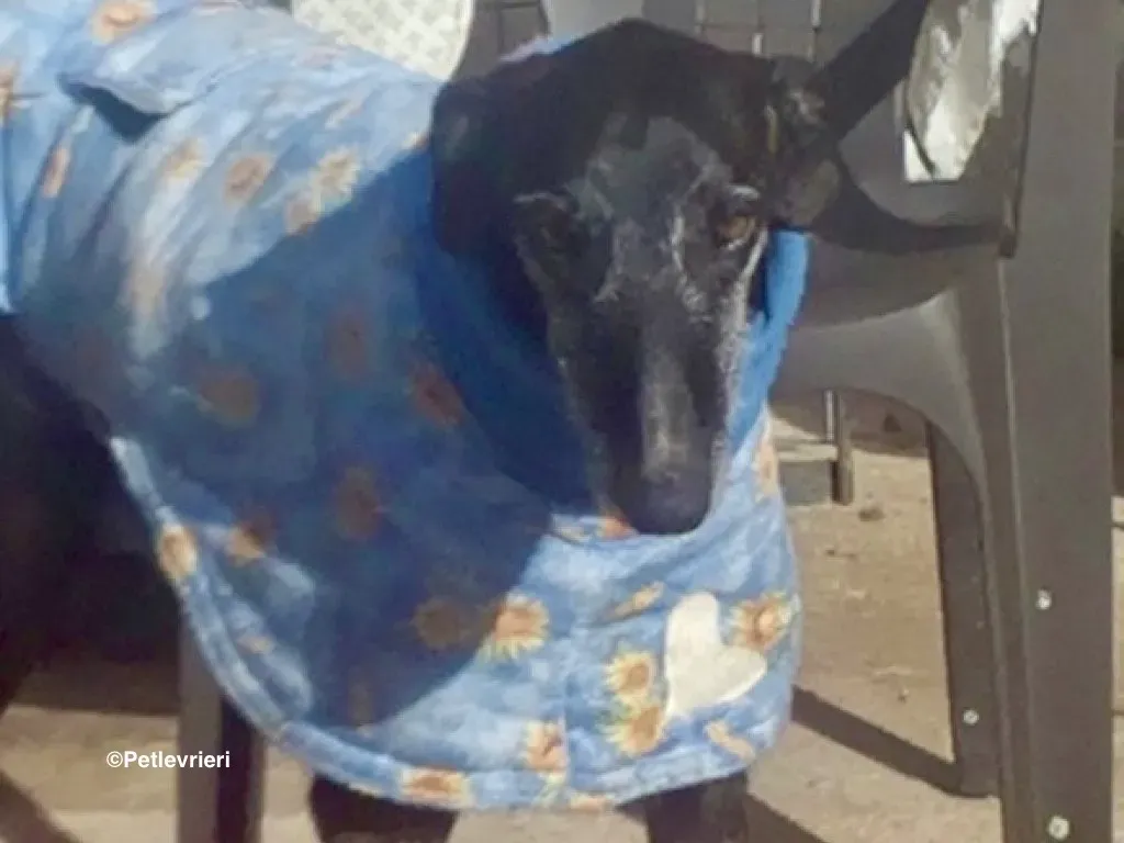 Adolfo adozione levrieri galgo 20