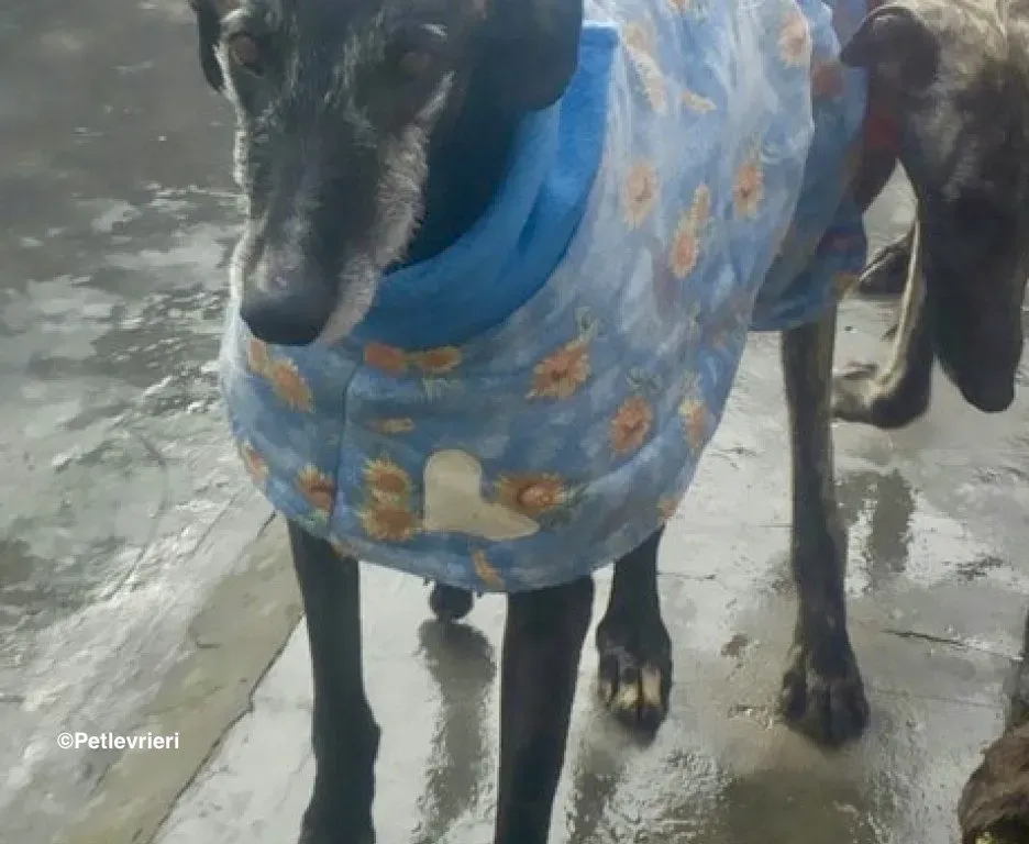 Adolfo adozione levrieri galgo 21