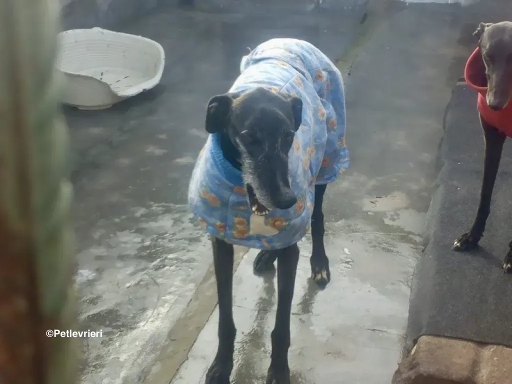 Adolfo adozione levrieri galgo 22