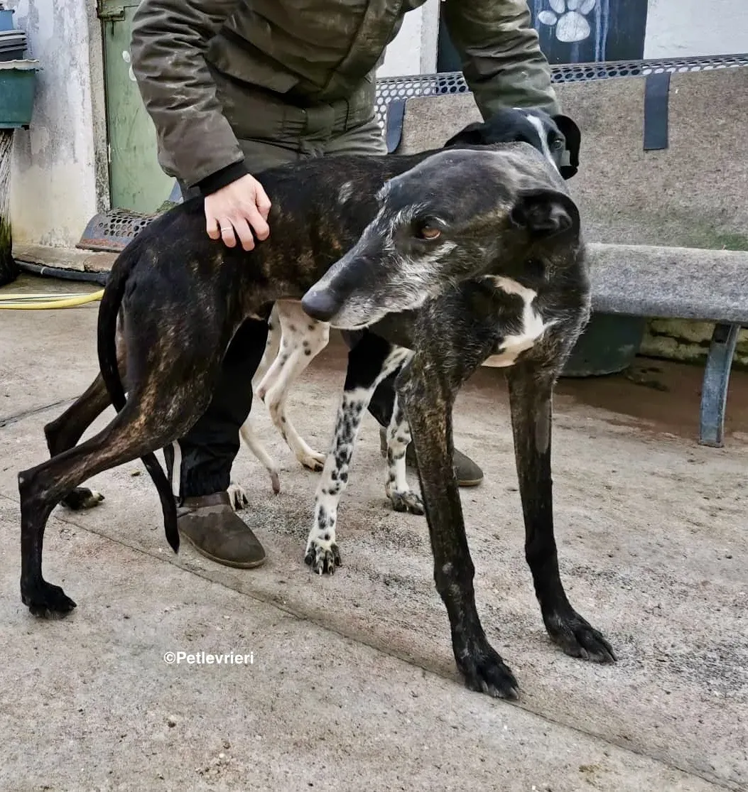 Adolfo adozione levrieri galgo 23