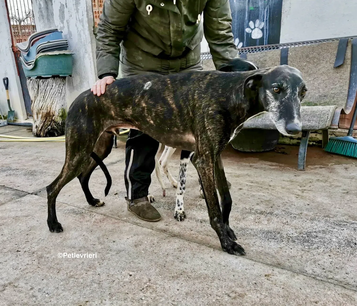 Adolfo adozione levrieri galgo 24