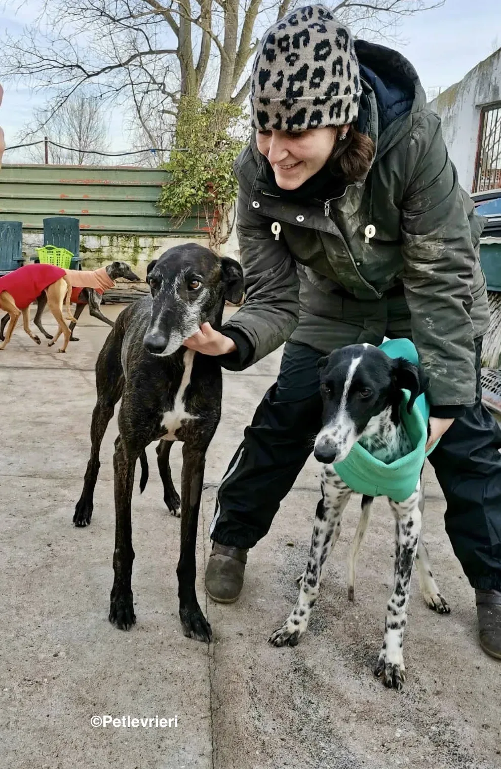 Adolfo adozione levrieri galgo 25