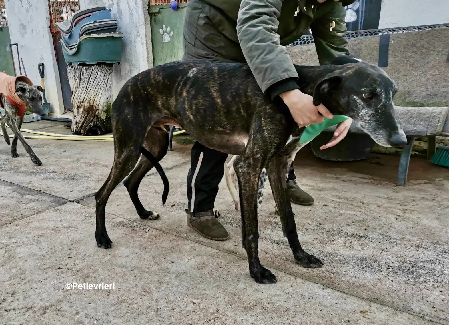 Adolfo adozione levrieri galgo 26