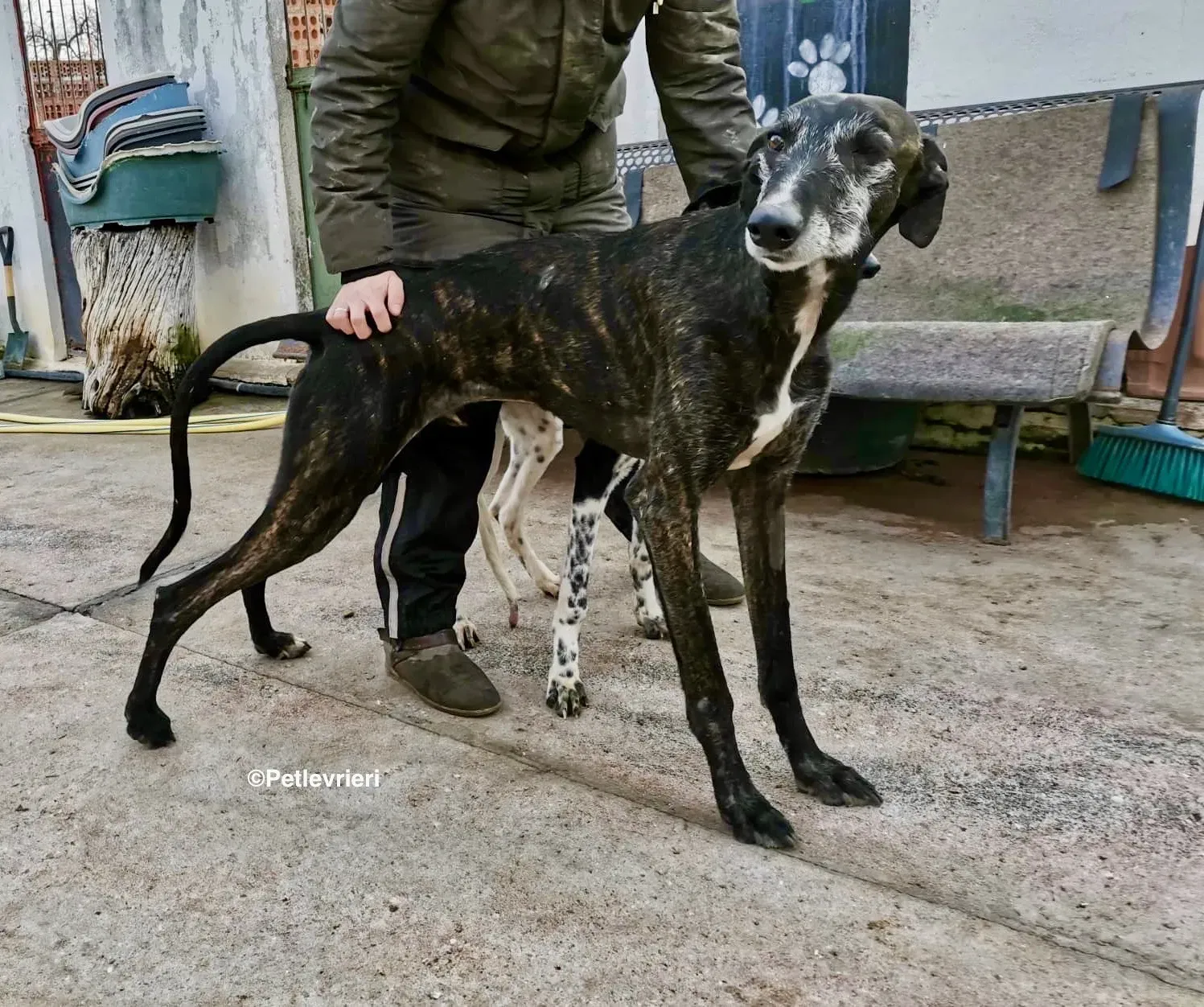 Adolfo adozione levrieri galgo 27