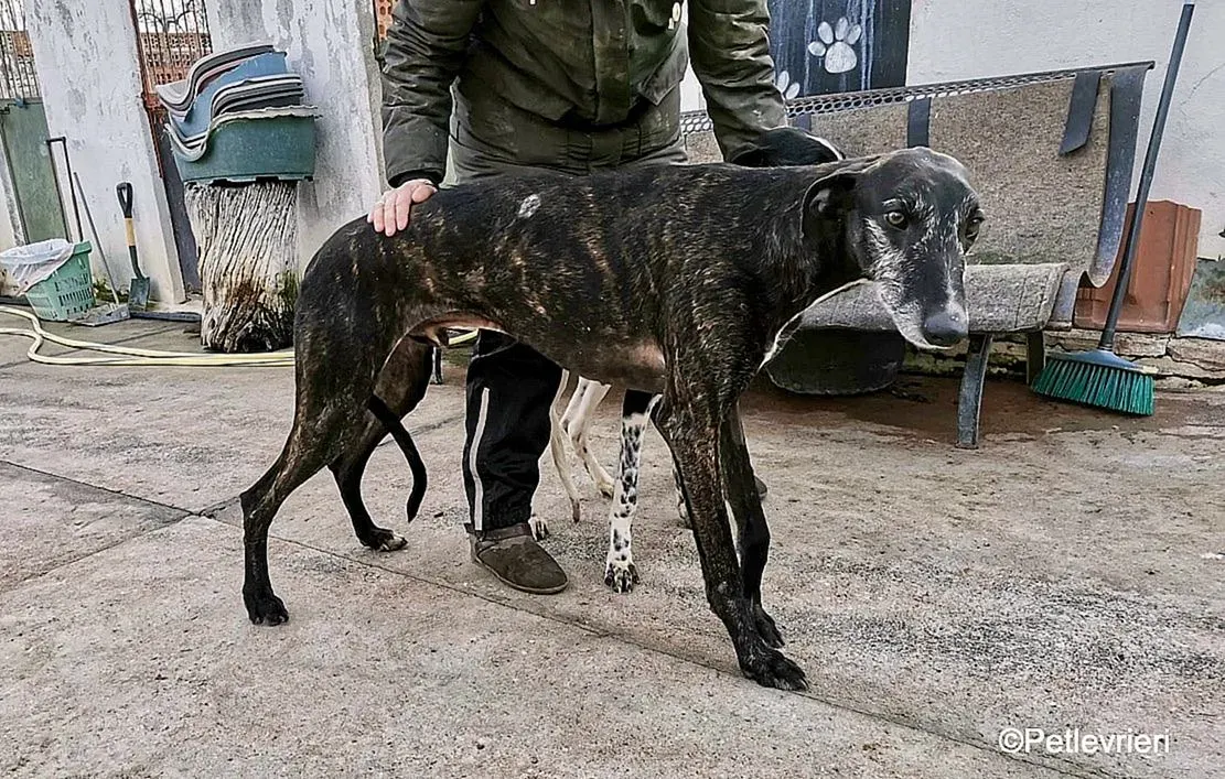 Adolfo adozione levrieri galgo 4