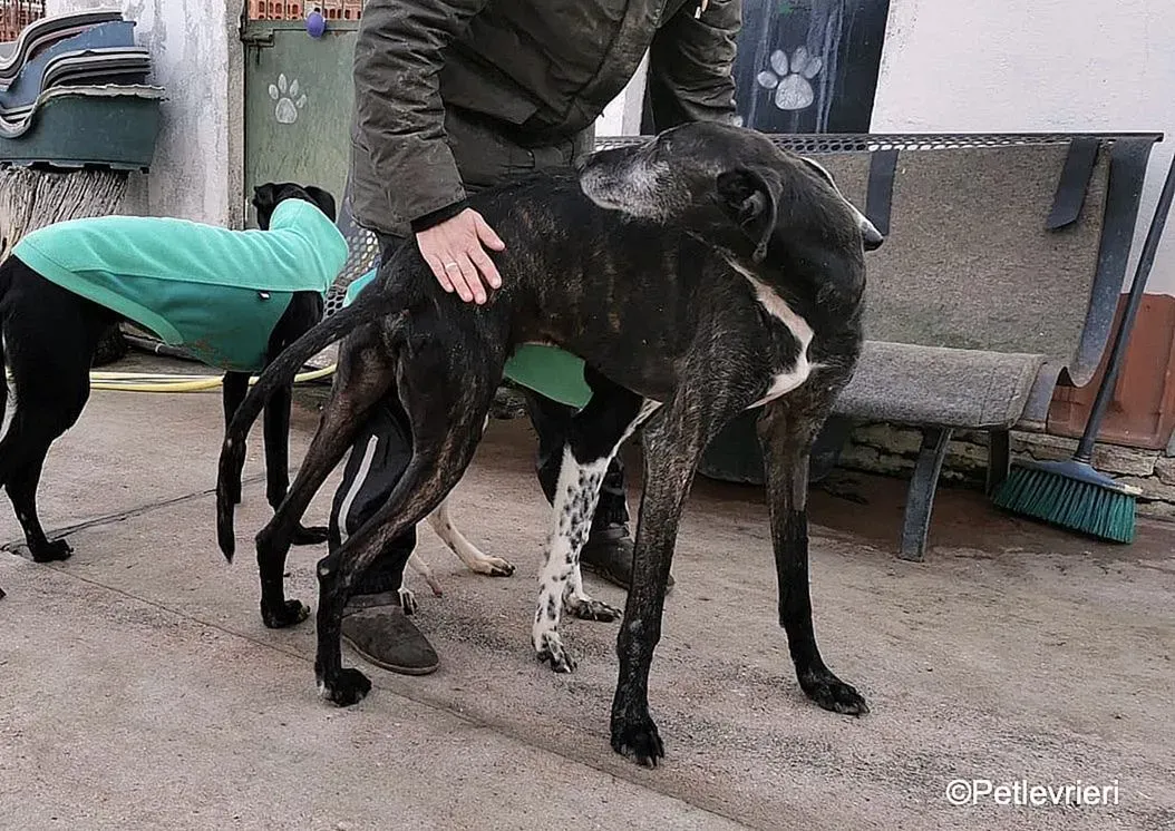 Adolfo adozione levrieri galgo 6