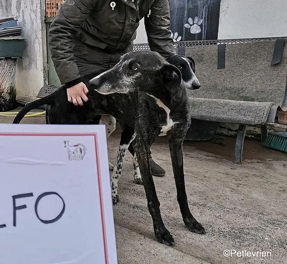 Adolfo adozione levrieri galgo 7