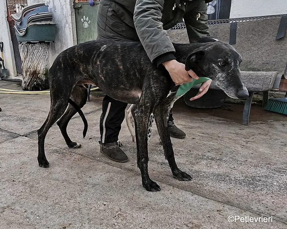 Adolfo adozione levrieri galgo 8