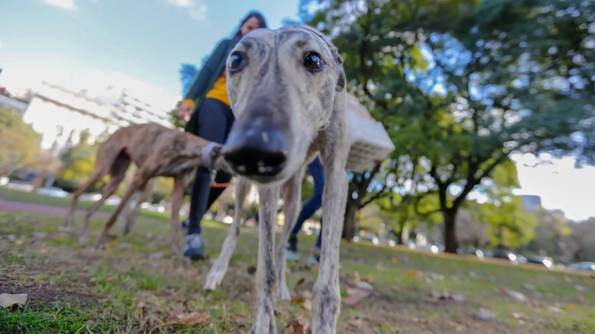 Adopcion Galgos 08 07 18 1