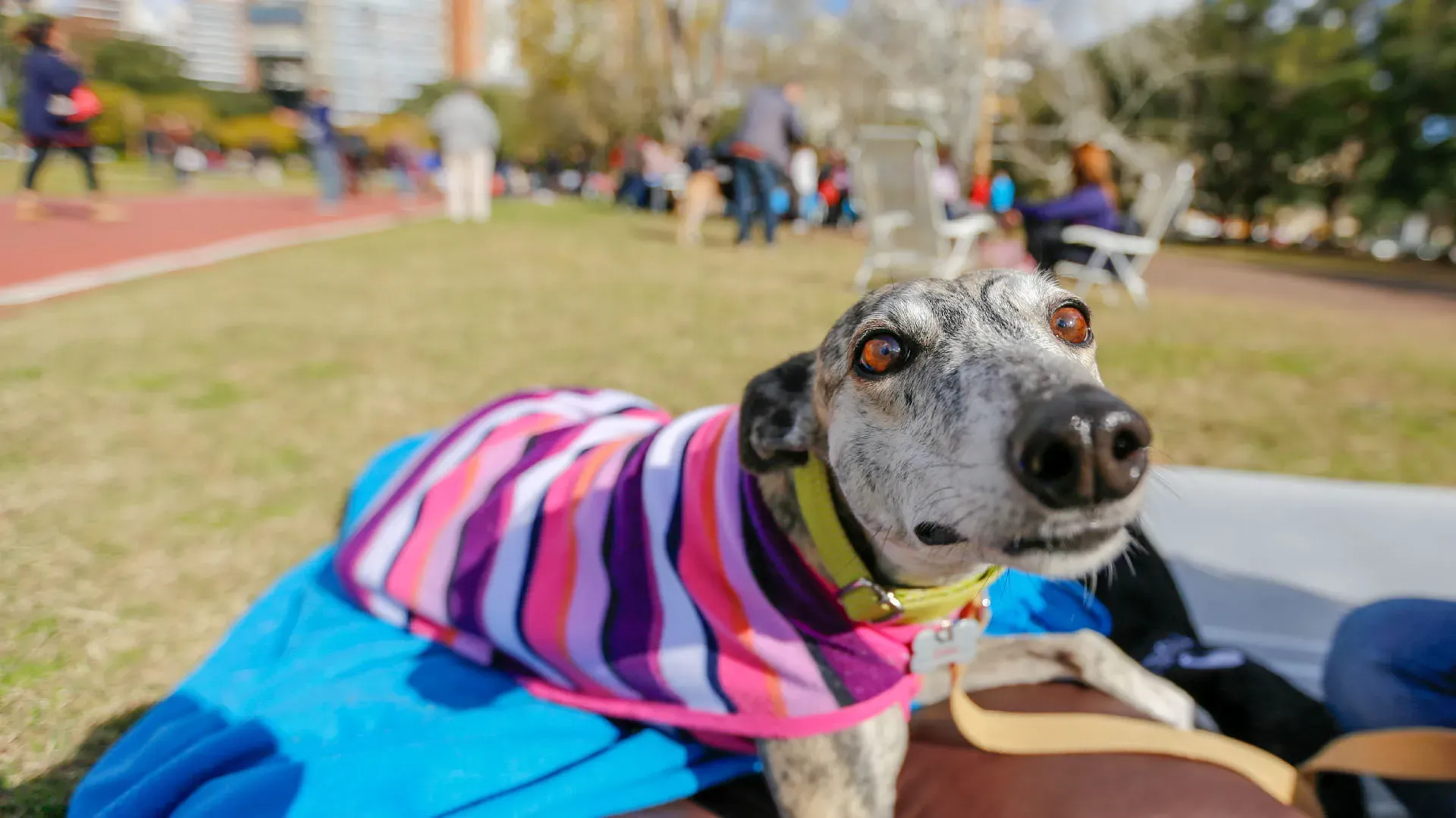 Adopcion Galgos 08 07 18 10