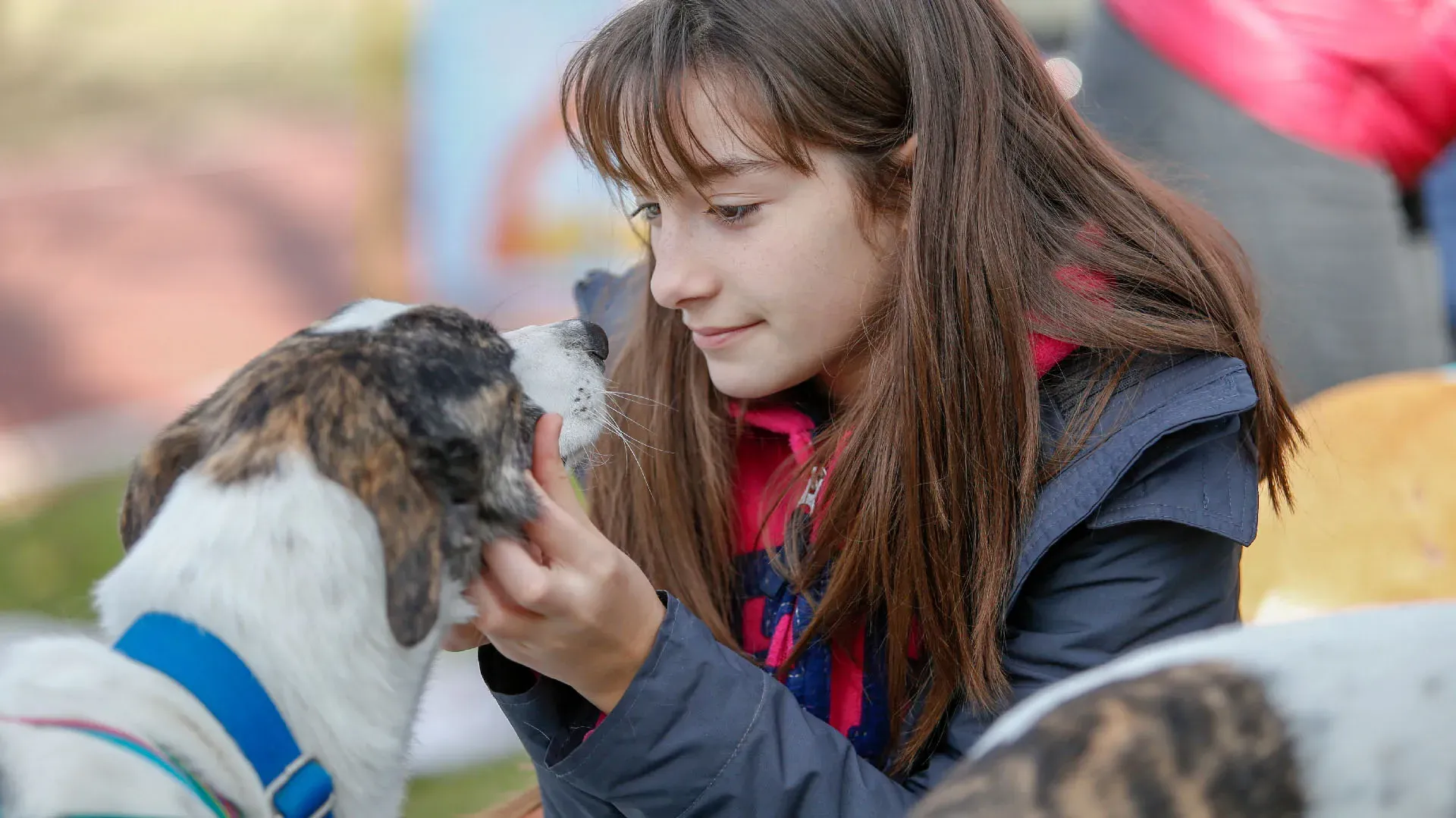 Adopcion Galgos 08 07 18 12